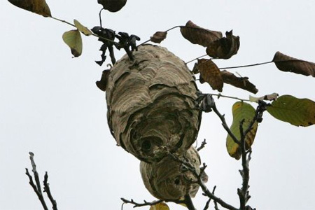 Le premier prédateur des abeilles est aussi ennemi public numéro un en Charente. Photo : CL