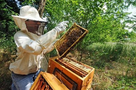 Le ministère de l'Agriculture s'est prononcé vendredi pour l'interdiction du pesticide Cruiser du groupe suisse Syngenta utilisé pour le colza et suspecté d'accroître la mortalité des abeilles. Photo : AFP/R. Gabalda