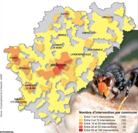 Frelons asiatiques : Carte du nombre d'interventions par commune